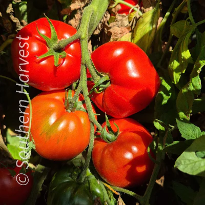 Tomato Seeds